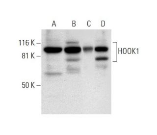 HOOK1 Antibody (E-6) - Western Blotting - Image 303403 