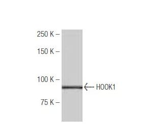 HOOK1 Antibody (JA.25) - Western Blotting - Image 53953