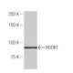 HOOK1 Antibody (JA.25) - Western Blotting - Image 53953