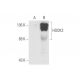 HOOK2 Antibody (E-4) - Western Blotting - Image 57665 