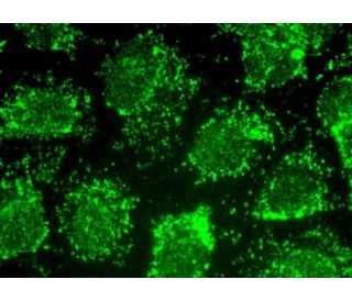 HOOK2 Antibody (E-9) - Immunofluorescence - Image 370373 