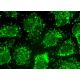 HOOK2 Antibody (E-9) - Immunofluorescence - Image 370373 