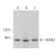 HOOK2 Antibody (E-9) - Western Blotting - Image 374915 