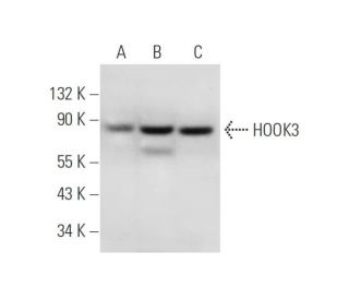 HOOK3 Antibody (C-10) - Western Blotting - Image 309472 