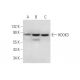 HOOK3 Antibody (C-10) - Western Blotting - Image 309472 