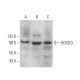 HOOK3 Antibody (C-10) - Western Blotting - Image 372900 