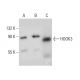 HOOK3 Antibody (C-10) - Western Blotting - Image 387343