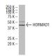 HORMAD1 Antibody (GG-Y) - Western Blotting - Image 34594