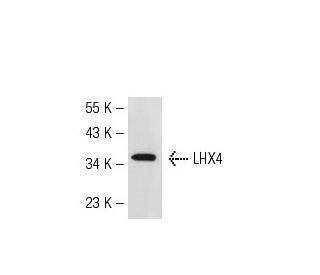 HOS Cell Lysate: sc-2275. Western blot analysis of LHX4 expression... 