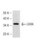 HOS Cell Lysate: sc-2275. Western blot analysis of LHX4 expression... 