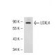 HOS Cell Lysate: sc-2275. Western blot analysis of LOXL4 expression...