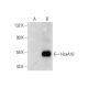 HoxA10 Antibody (F-4) - Western Blotting - Image 144956