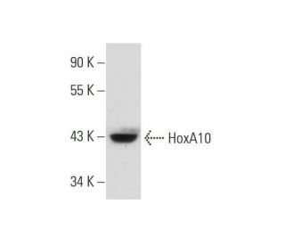 HoxA10 Antibody (E-11) - Western Blotting - Image 133549