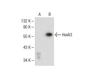 HoxA3 Antibody (F-7) - Western Blotting - Image 149482The Double Nickase Plasmid features a U6 promoter for sgRNA expression, a 20 nt targeting sequence, and a gRNA scaffold to guide Cas9n. It includes a CBh promoter for Cas9n (D10A) and puromycin resistance, GFP for transfection verification, and nuclear localization signals (NLS). The 2A peptide allows co-expression of Cas9n and Puro from a single promoter, enabling precise genome editing with reduced off-target effects.