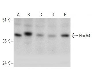 HoxA4 Antibody (H-4) - Western Blotting - Image 346458