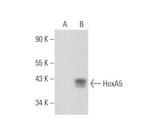 HoxA5 Antibody (C-10) - Western Blotting - Image 345897