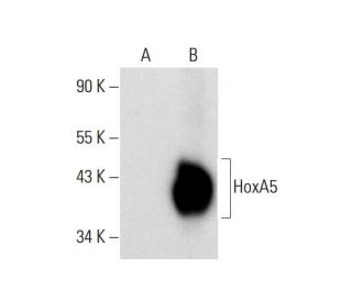 HoxA5 Antibody (C-11) - Western Blotting - Image 144893