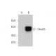 HoxA5 Antibody (C-12) - Western Blotting - Image 346541