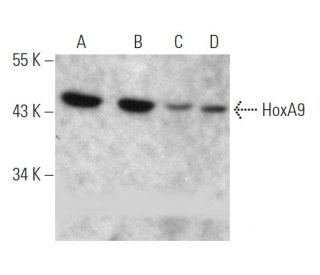 HoxA9 Antibody (HOX5I043) - Western Blotting - Image 368226 