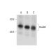 HoxB4 Antibody (C-10) - Western Blotting - Image 129411 
