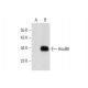 HoxB6 Antibody (D-12) - Western Blotting - Image 299199