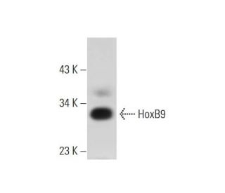 HoxB9 Antibody (H-8) - Western Blotting - Image 304997