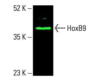 HoxB9 Antibody (H-8) - Western Blotting - Image 416348 