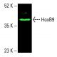 HoxB9 Antibody (H-8) - Western Blotting - Image 416348 