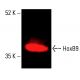 HoxB9 抗体 (H-8):sc-398500。K-562 细胞核提取物中 HoxB9 表达的近红外 Western blot 分析。所用检测试剂:m-IgG2a BP-CFL 790:sc-542740。使用 UltraCruz® 封闭试剂进行封闭:sc-516214。 HoxB9 Antibody (H-8) - Western Blotting - Image 416609
