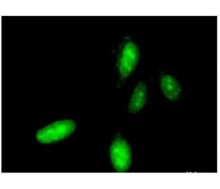 HoxC10 Antibody (3F2) - Immunofluorescence - Image 351743 