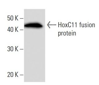HoxC11 Antibody (HOX5J232) - Western Blotting - Image 16858