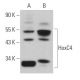 HoxC4 Antibody (G-12) - Western Blotting - Image 368686 