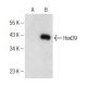 HoxD9 Antibody (B-1) - Western Blotting - Image 150983
