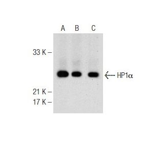 HP1&alpha; Antibody (GA-62) - Western Blotting - Image 149037 