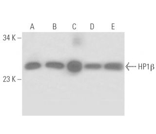 HP1&beta; Antibody (MAC353) - Western Blotting - Image 17107 