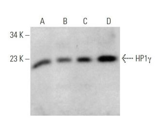 HP1&gamma; Antibody (E-7) - Western Blotting - Image 374859 