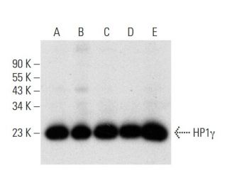 HP1&gamma; Antibody (F-1) - Western Blotting - Image 305788 
