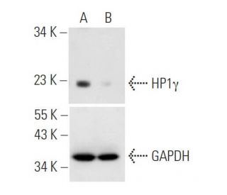 HP1&gamma; siRNA (h): sc-35589. Western blot analysis of HP1&gamma; expression in non-transfected control (A) and HP1&gamm 