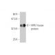 HPA1 Antibody (4D7) - Western Blotting - Image 349511