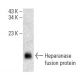 HPA1 Antibody (A-7) - Western Blotting - Image 398509