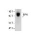 HPK1 Antibody (C-9) - Western Blotting - Image 154518