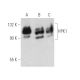 HPK1 Antibody (C-9) - Western Blotting - Image 389829 
