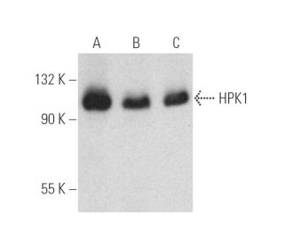 HPK1 Antibody (G-8) - Western Blotting - Image 389830 