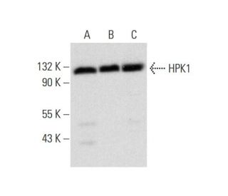 HPK1 Antibody (G-9) - Western Blotting - Image 318470 