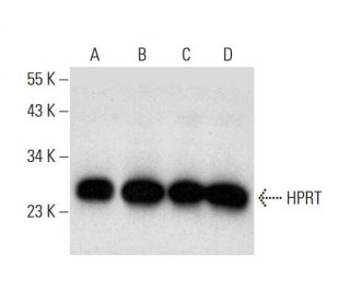 HPRT Antibody (A-10) - Western Blotting - Image 299285 