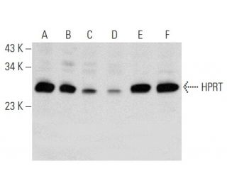 HPRT Antibody (A-3) - Western Blotting - Image 356953 
