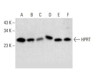 HPRT Antibody (B-11) - Western Blotting - Image 299243 