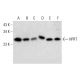 HPRT Antibody (B-11) - Western Blotting - Image 299243 
