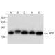 HPRT Antibody (F-12) - Western Blotting - Image 299280 