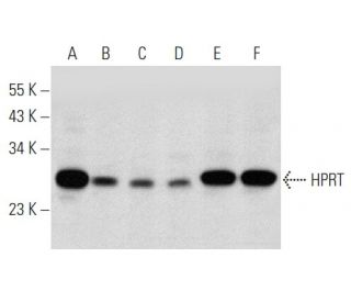 HPRT Antibody (F-1) - Western Blotting - Image 356959
